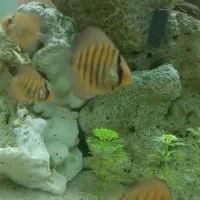 ماهی آکواریومی