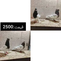 جفتی|پرنده|مرودشت, کوشک|دیوار