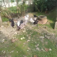 تخم مرغ گلین