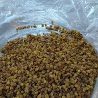 کشمش افتابی ارگانیک|خوردنی و آشامیدنی|قوچان, |دیوار