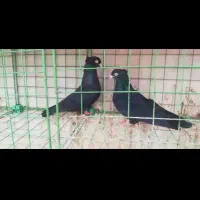 کبوتر سیاه چش نوک