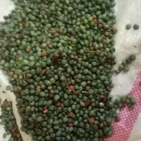 بن تازه|حراج|مسجد سلیمان, |دیوار