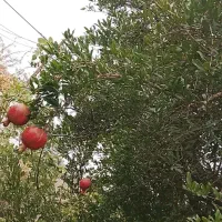 فروش خانه