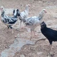فروش ۶عددخلنگ گلین