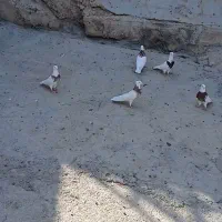 کبوتر طوقی