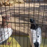 کفتر|پرنده|اردکان, |دیوار