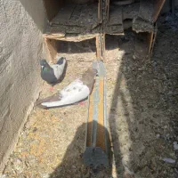 کبوتر