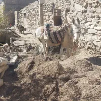 الاغ نر فروشی