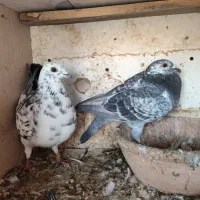 کبوتر مسافتی|پرنده|گنبد کاووس, |دیوار