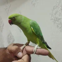طوطی ملنگو رام