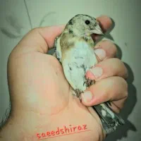 سهره زاغ|پرنده|شیراز, ابیوردی|دیوار