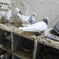 کبوتر|پرنده|بهبهان, |دیوار