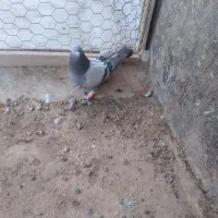 کبوتر ماده