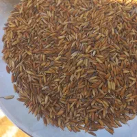 چلتوک تیلکی بذری یه دست ۴ تون دارم بذری خشک خشک|حراج|شوشتر, |دیوار