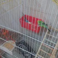 مرغ عشق با قفس|پرنده|لیکک, |دیوار