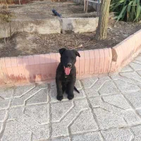 شاه توله نر ژرمن ورک بلک و ماده بلک