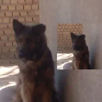 ژرمن