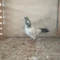 تعدادی کفتر