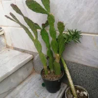 چهار تا گلدان کاکتوس بزرگ توافقی به فروش میرسد