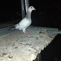 پرنده کبوتر سوسکی سبز|پرنده|گنبد کاووس, |دیوار