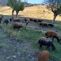 میش بره دار افشاری|حیوانات مزرعه|تربت‌حیدریه, بالا ولایت|دیوار