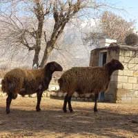 بره شک ورن|حیوانات مزرعه|چگنی, |دیوار