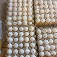 تخم مرغ شکسته