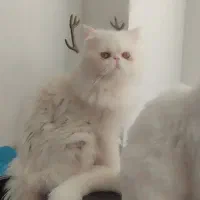 گربه پرشین فروشی