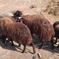 فروش ۱۰ راس بره ماده افشار آبستن جهت نگهداشت