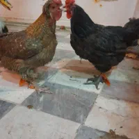 مرغ و اردک