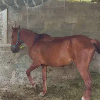 اسب مادیان6ساله