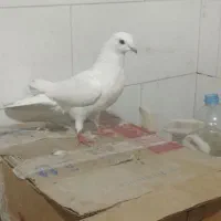 پرنده بالاگیر ساعتی