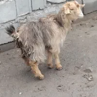 بزغاله  چهار نیم