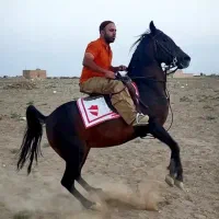 اسب مادیان کرد درجه یک