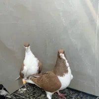 کفتر|پرنده|الوند, |دیوار