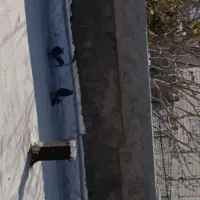 کبوتر اصفهانی|پرنده|پیر بکران, |دیوار