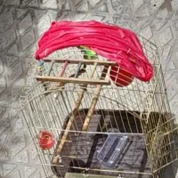 قفس عروس هلندی همراه لوازم
