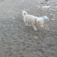 واگذاری توله فیندو نر ۱۰۰روزه از بهترین نسل و نژاد|سگ|اهر, |دیوار