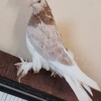 کفتر هما سرور عطیقه ،ابلق . طوطی برزیلی .مرغ عشق