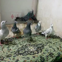 کفتر پلاکی