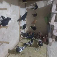 پرنده