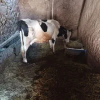 گاوباگوسالهمادهسمنتال|حیوانات مزرعه|انگوران, |دیوار