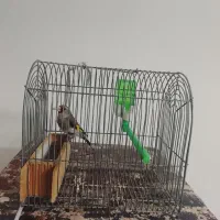 سهره کرمانی|پرنده|شهر ری, دیلمان|دیوار