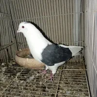 نرو ماده پشت پشت سرخ کاکلی پشت سیاه|پرنده|مشهد, ادیب نیشابوری (شهرک غرب)|دیوار