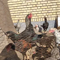 خروس و مرغ لاری