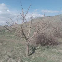 باغبانی تخصصی|خدمات باغبانی و درختکاری|طرقبه, |دیوار