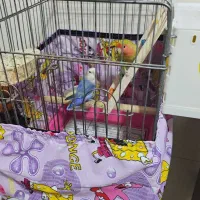 یه جفت کوتوله|پرنده|قم, بکایی|دیوار