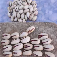 پسته تازه سفید خشک ارگانیک اعلاء کیلوی۸۵۰۰۰۰|خوردنی و آشامیدنی|مشهد, اروند|دیوار