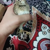 سهره خاکی ریز خوان