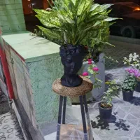 گلهای آپارتمانی